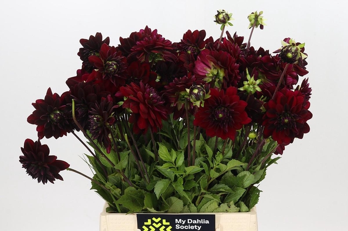 <h4>Dahlia Arabian Night</h4>