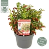 Vaccinium vitis-idaea 'Red Candy' ®