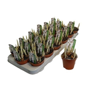 Crocus Wit