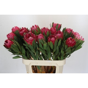 Protea Brenda