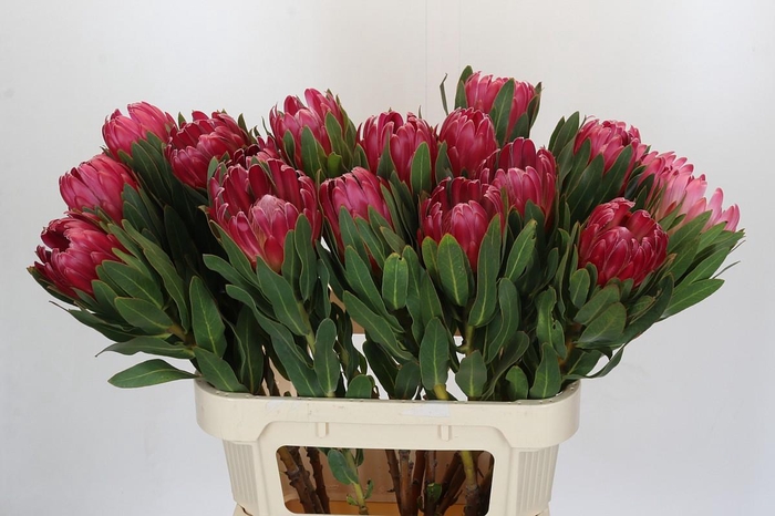 <h4>Protea Brenda</h4>