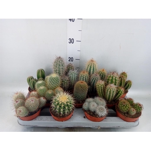 Cactus   ...mix