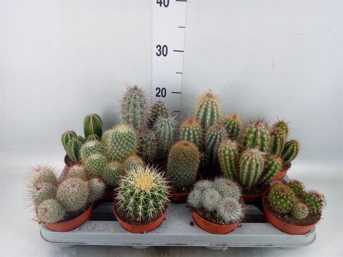 <h4>Cactus   ...mix</h4>