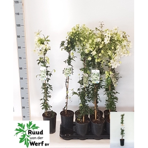 CLEM EARLY SENSATION