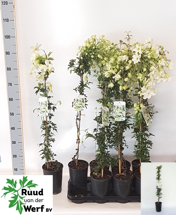 <h4>CLEM EARLY SENSATION</h4>