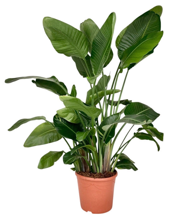 <h4>Strelitzia Nicolai P35</h4>