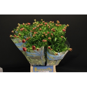 Ran Butterfly Musa 60cm