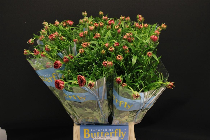 <h4>Ran Butterfly Musa 60cm</h4>
