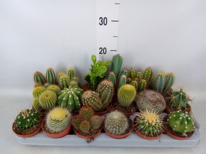 <h4>Cactus   ...mix</h4>