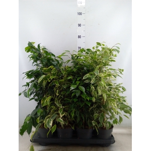 Ficus benja.   ...mix