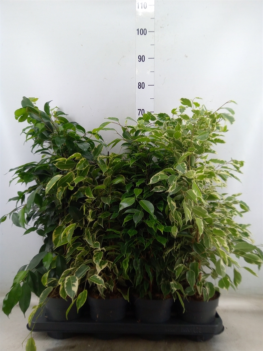 <h4>Ficus benja.   ...mix</h4>