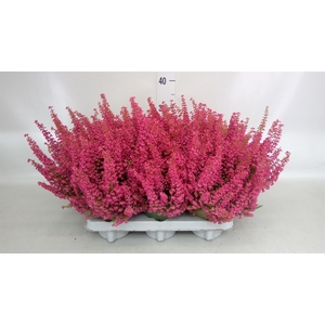 Erica gracilis 'Bea Queen Margaret'
