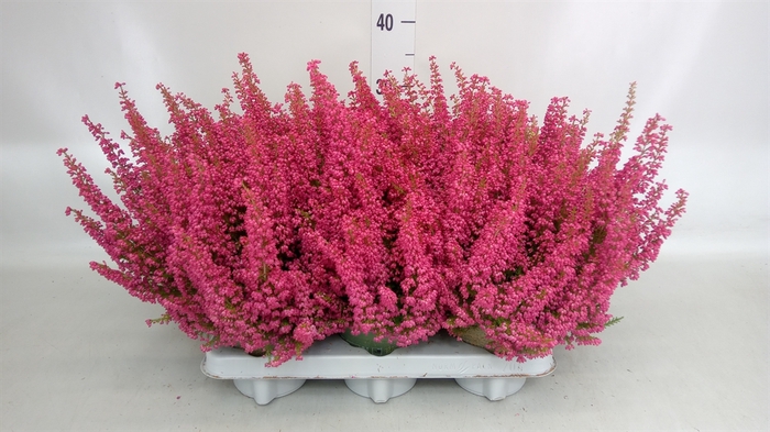 <h4>Erica gracilis 'Bea Queen Margaret'</h4>