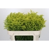 Solidago Tara Gold Buiten