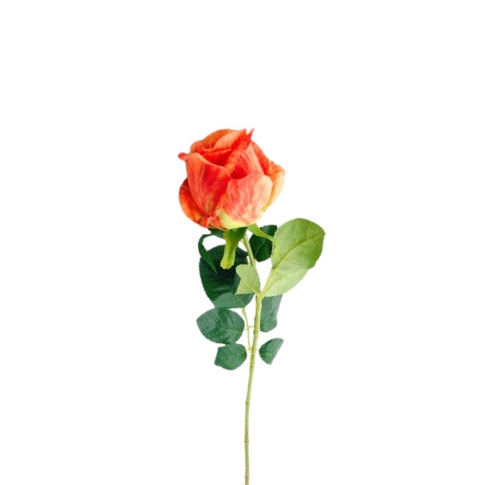 <h4>Promo Rosa 58cm</h4>