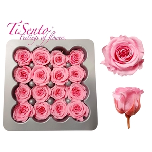 ARR ROSA POT H%