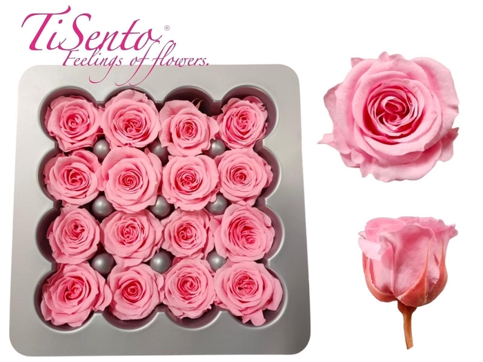 <h4>ARR ROSA POT H%</h4>