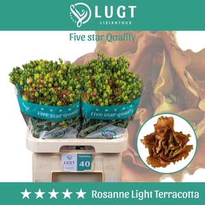 LIS G ROSANNE LIGHT TERRACOTTA EUST
