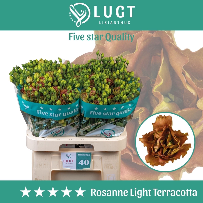 <h4>LIS G ROSANNE LIGHT TERRACOTTA EUST</h4>