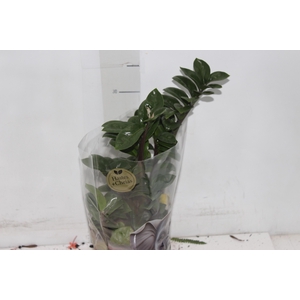 ZAMIOCULCAS ZENZI P14