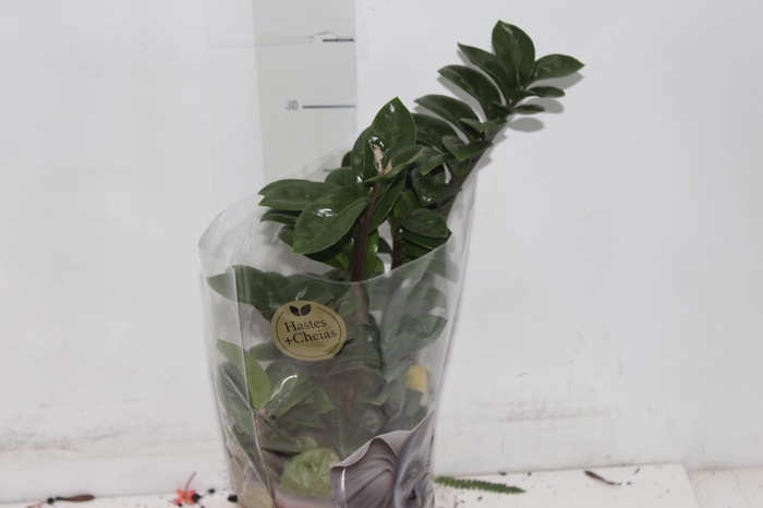 <h4>ZAMIOCULCAS ZENZI P14</h4>