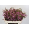 Chamelaucium Niek's Pride