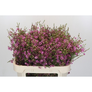 Chamelaucium Niek's Pride