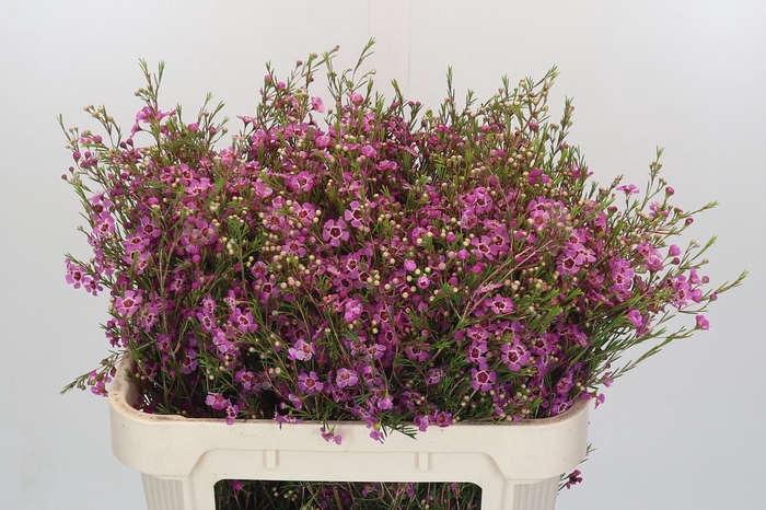 Chamelaucium Niek's Pride