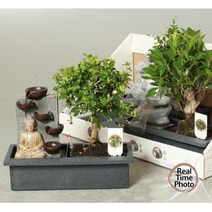 BONSAI GEM