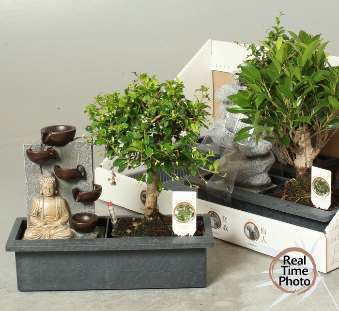 <h4>BONSAI GEM</h4>