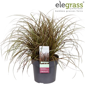 Uncinia rubra 'Everflame' P19