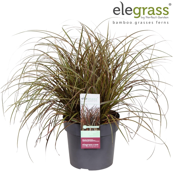 <h4>Uncinia rubra 'Everflame' P19</h4>