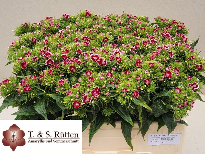 <h4>DI BARB B ROOD WIT</h4>