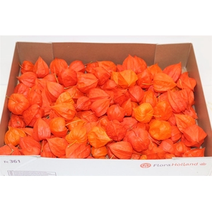 Physalis Lampion Los