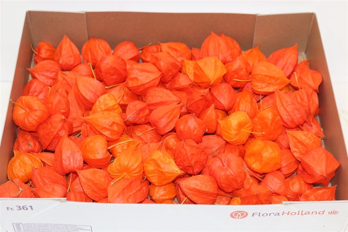 <h4>Physalis Lampion Los</h4>