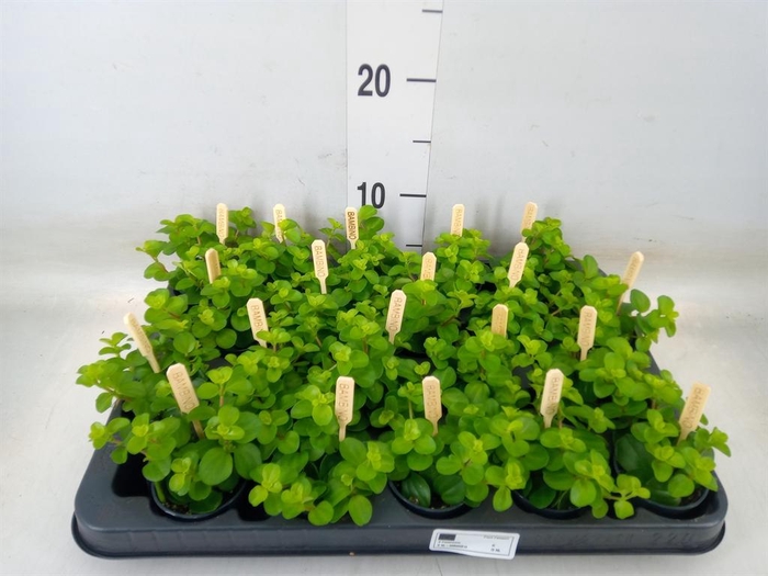 <h4>Peperomia rotundifolia</h4>