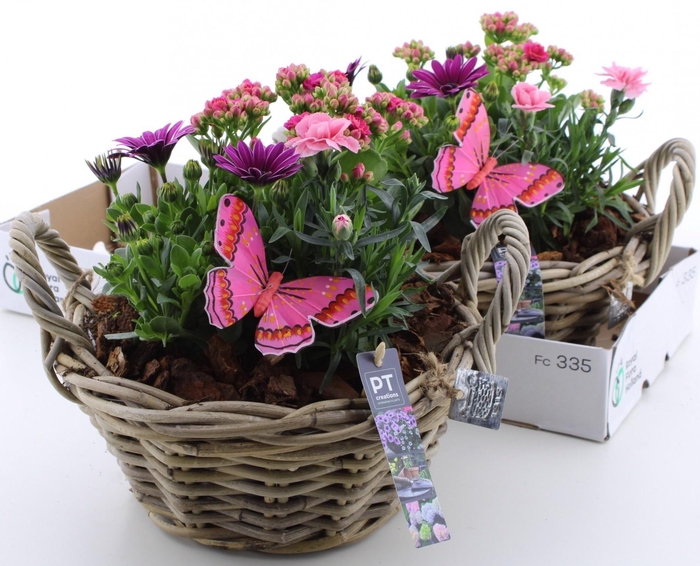 <h4>ARR TUINPLANTEN</h4>