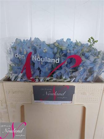 <h4>Delph En Ballkleid</h4>