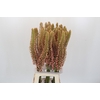 Eremurus Oase