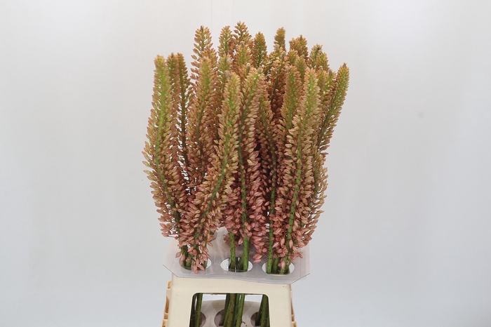 <h4>Eremurus Oase</h4>