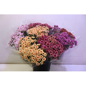 Chr S Mad Tyo Gem Ft