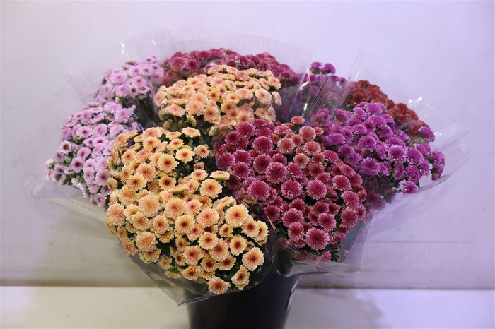 <h4>Chr S Mad Tyo Gem Ft</h4>