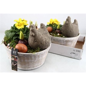 ARR TUINPLANTEN stock