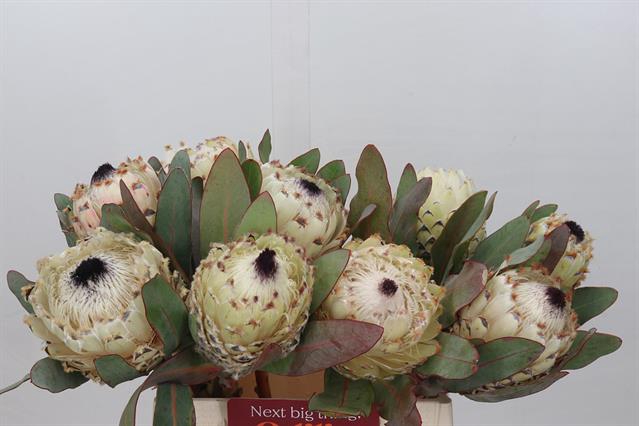 PROTEA M ICE QUEEN