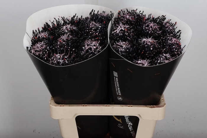 <h4>Protea Leuco Ov</h4>