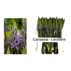 CAMASS LEI CAERULEA
