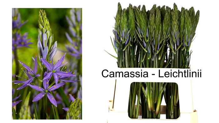 <h4>CAMASS LEI CAERULEA</h4>