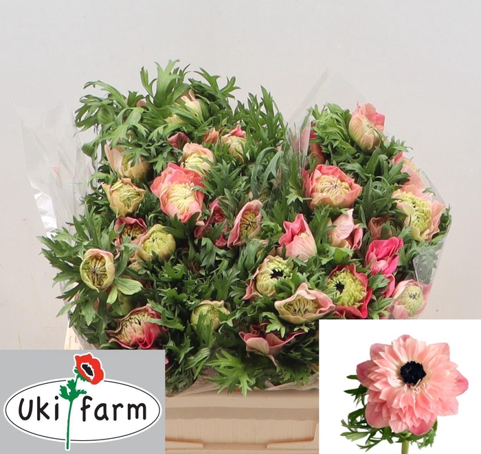 <h4>ANEM CO LEVAN ROSA</h4>