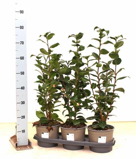 <h4>CAME JAPONICA</h4>