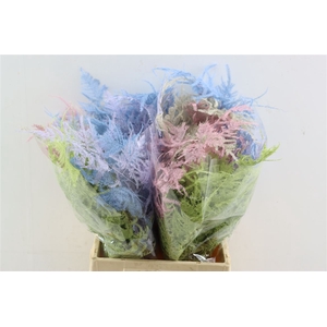Asparagus Kbh Kort Pastel Mix